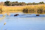 BOTSWANA Roberto e Lidia - 060